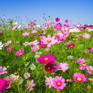 Cosmos Flower